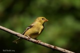 Chardonneret jaune (American Goldfinch)