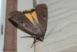 Fiancée (noctua pronuba)