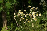 Marguerites