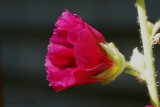 Rose trémière