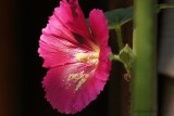 Rose trémière