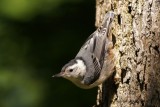 Sittelle  poitrine blanche (White-breasted Nuthatch)