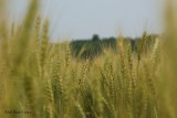 Blé