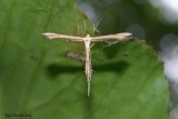 Pterophoridae (Plume Moth) Gillmeria pallidactyla
