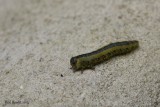 Chenille