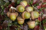 Fruits chêne