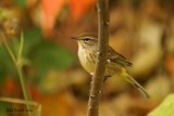 Paruline  couronne rousse (Palm Warbler)