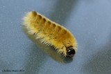 Chenille