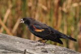 Carouge  paulettes (Red-winged Blackbird)