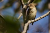 Paruline  croupion jaune (Yellow-rumped Warbler)