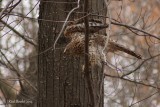 Autour des palombes (Northern Goshawk)