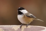 Msange  tte noire (Black-capped Chickadee)