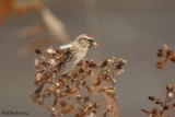 Sizerin flammé (Common Redpoll)