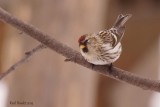 Sizerin flammé (Common Redpoll)