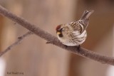 Sizerin flamm (Common Redpoll)