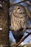 Chouette raye (Barred Owl)