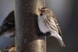Sizerin flammé (Common Redpoll)
