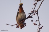 Jaseur boral (Bohemian Waxwing)