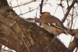 Jaseur boral (Bohemian Waxwing)