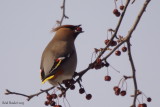 Jaseur boréal (Bohemian Waxwing)