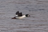 Garrot a oeil dor (Common Goldeneye)