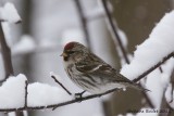 Sizerin flammé (Common Redpoll)