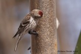 Sizerin flammé (Common Redpoll)