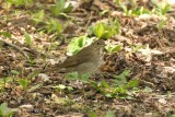Grive  joues grises (Gray-cheeked Thrush)