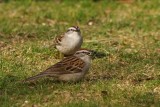 Bruant familier (Chipping Sparrow)