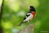 Cardinal  poitrine rose (Rose-breasted Grosbeak)