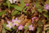 Claytonie de Caroline (Claytonia caroliniana)