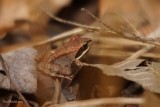 Grenouille des bois