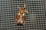Limacode épineuse - Euclea delphinii – Spiny Oak-slug Moth