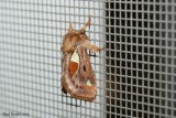 Limacode épineuse - Euclea delphinii – Spiny Oak-slug Moth