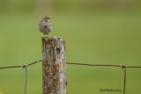 Bruant des prs (Savannah Sparrow) 