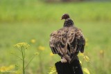 Urubu  tte rouge (Turkey Vulture)