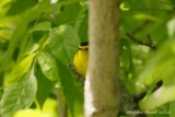 Paruline  calotte noire (Wilsons Warbler)
