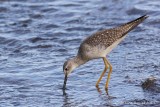 Petit Chevalier (Lesser Yellowlegs)