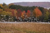 Oie des neiges (Snow Goose)