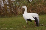 Oie des neiges (Snow Goose)