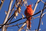 Cardinal rouge (Northern Cardinal)