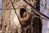 Petit-duc macul (Eastern Screech-Owl)