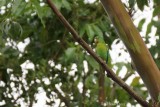 Toui  menton dor (Orange-chinned Parakeet)