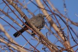 Moqueur chat (Gray Catbird)