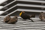 Carouge  tte jaune (Yellow-headed Blackbird)