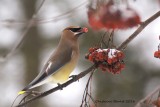 Jaseur dAmrique (Cedar Waxwing)