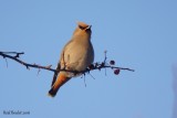 Jaseur boral (Bohemian Waxwing)