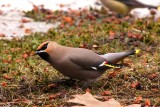 Jaseur boréal (Bohemian Waxwing)