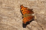 Le premier du printemps, Polygone virgule - Polygonia comma