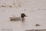 Sarcelle dhiver (Green-winged Teal)